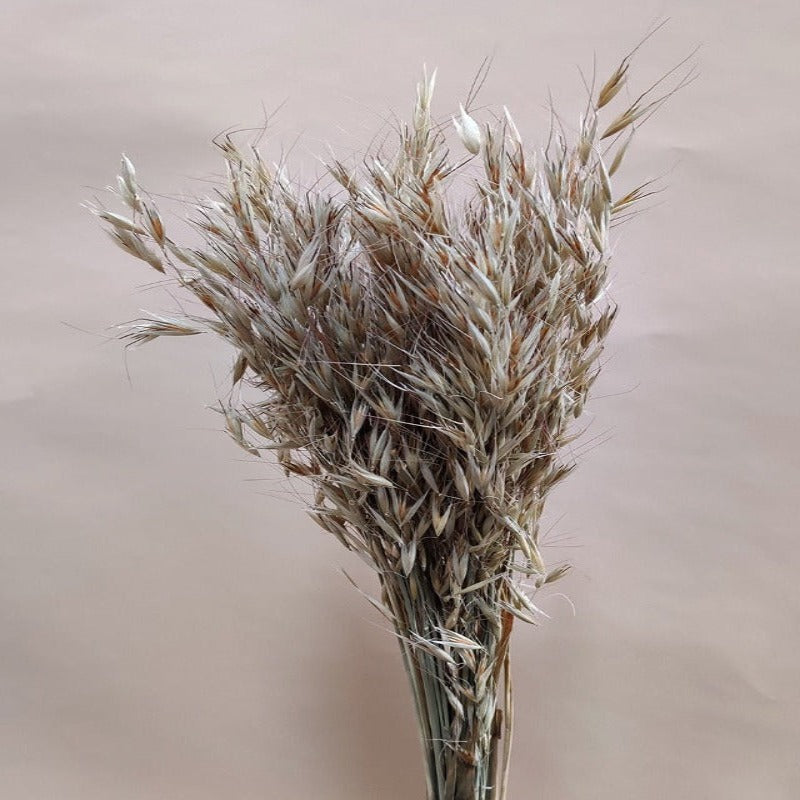 Dried Avena (FS) - Natural