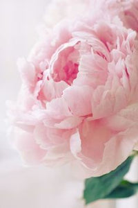 Wholesale Paeonia Collections