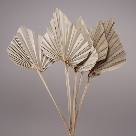 Dried Palm leave Collection