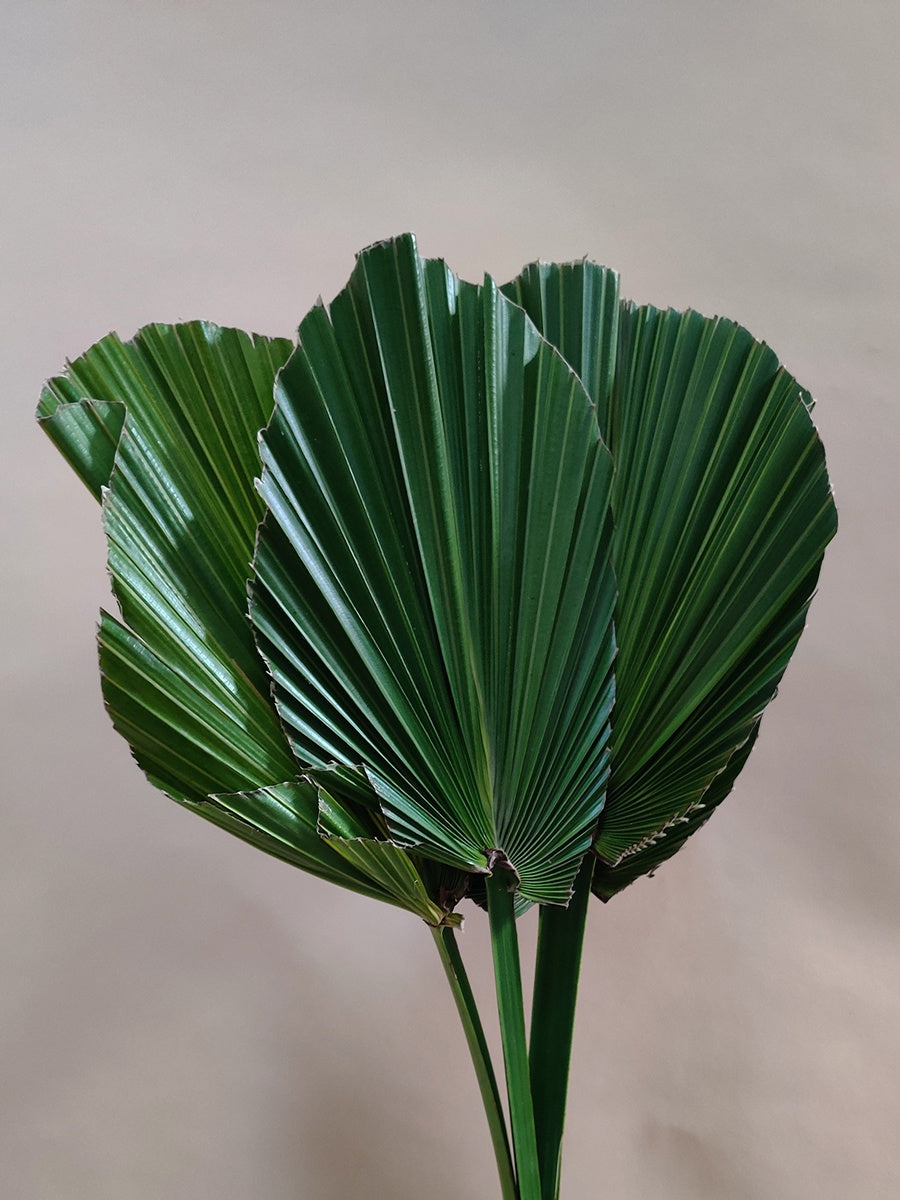Wholesale Washingtonia leaves