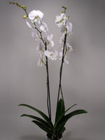 Subscription Lily Plant White