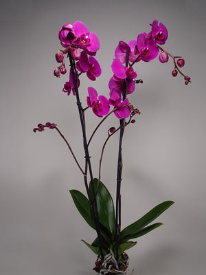 Subscription Lily Plant Purple
