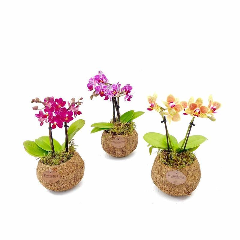 Wholesale Mini Phalaenopsis Orchid Plant