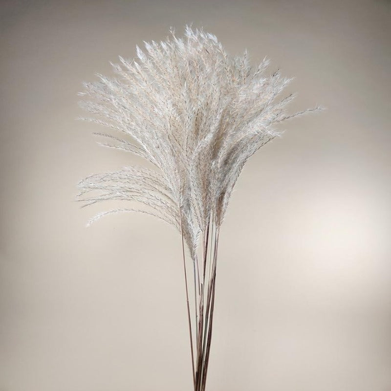 Dried Miscanthus  feather Collection