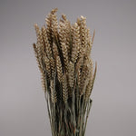 Dried Triticum Collection