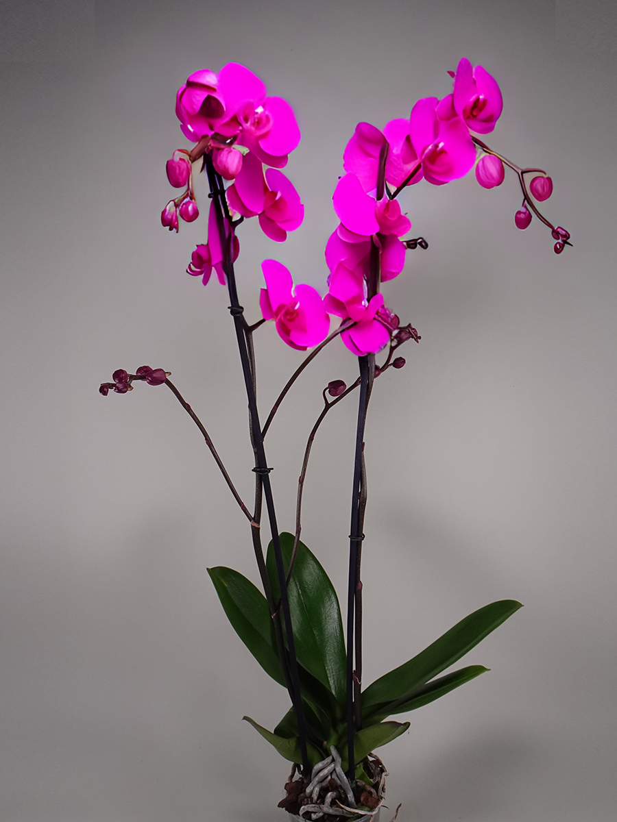 Subscription Lily Plant (Pink/Purple Orchid)