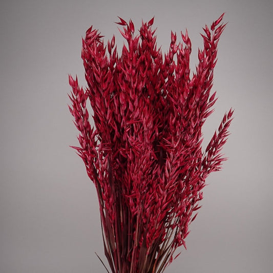 Dried Avena Red