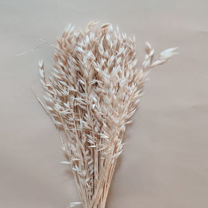 Dried Avena Collection