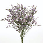 Dried limonium Collection