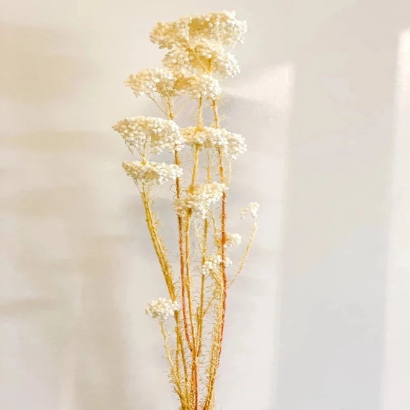 Dried rice flower
